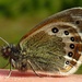 Ein Schmetterling spielt Fotomodel - als Entschädigung durfte er sich an der salzigen Haut laben.