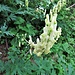 Aconitum lictoctonum L.<br />Ranunculaceae<br /><br />Aconito giallo<br />Aconit tue-loup<br />Gelber Eisenhut, Wolfswurz