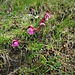 Pedicularis kerneri Della Torre<br />Orobanchaceae<br /><br />Pedicolare di Kerner<br />Pédiculaire de Kerner<br />Kerners Läusekraut