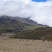 nochmals viele Wildpferde und kein Cotopaxi