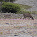 Rehe