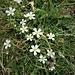 Cerastium uniflorum Clairv.<br />Caryophillaceae<br /><br />Peverina dei ghiaioni<br />Céraiste uniflore<br />Einblütiges Hornkraut