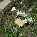 Leontopodium alpinum Cass.<br />Asteraceae<br /><br />Stella alpina<br />Edelweiss<br />Edelweiss