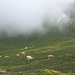 Mucche al pascolo e nuvole basse