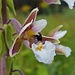 ein Orchideenfreund