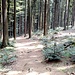 das Waldgebiet um den Haugstein ist noch ein Wald wie man ihn sich wünscht, wenig Forststraßen, keine Rückegassen von den Harvestern und selbst der Steig führt über weichen Waldboden<br />