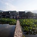Lotus in den Gewässern von Hongcun.
