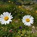 Alpenflora am Wegrand: Margeriten