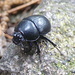 Les scarabés noirs sont de sortie .