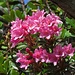 Den störenden Grashalm hätte ich draußen schon entfernen können, wenn ich ihn gesehen hätte:-( / La fila d`erba che adesso mi disturba sulla foto, purtroppo non ho visto in natura:-(<br />Bewimperte Alpenrose, Rhododendron hirsutum
