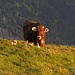 Kuh im Abendlicht am Berg / mucca nel sole di sera