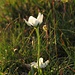 In der Abendsonne leuchtendes Sumpf-Herzblatt, Parnassia palustris / illuminata dal sole di sera