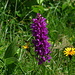  im feuchten Gras Knabenkraut / Orchideen mit fräftrigen Farben