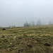 Kühe im Nebel auf dem Frastanzer Sand