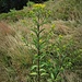 Solidago canadiensis L.<br />Asteraceae<br /><br />Verga d'oro del Canada<br />Solidage du Canada<br />Kanadische Goldrute