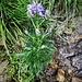 Aconitum napellus L.<br />Ranunculaceae<br /><br />Aconito napello<br />Aconit napel<br />Blauer Eisenhut