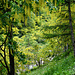 Alpen-Goldregen (Laburnum alpinum) am Torrente Germanasca