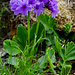 Breitblättrige Primel (Primula latifolia)