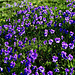 Langsporniges Stiefmütterchen (Viola calcarata) beim L. Verde