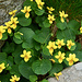 Gelbes Bergveilchen (Viola biflora