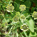 Sternblütiges Hasenohr ( Bupleurum stellatum L.)