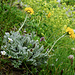 Senecio incarnus (Graues Greiskraut)