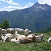 Piemonteser Rinder vor dem Pelvo d' Elva (Bellino)