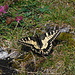 At the summit of the mountain there were a couple of these big butterflies. Is this the one called Schwalbenschwanz in German (Papilio machaon)?