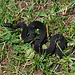 Near Alp Ochsenfeld, I came across this black version of the snake Vipera berus (german: Kreuzotter).
