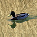 Eine Ente im "goldenen" Wasser des Lac du Mont d'Orge