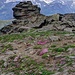 Schafsmist gedüngter Blumengarten beim Simpeler Weizstadel, 2835 m