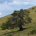 solitario