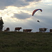 ...mit Blick auf Kühe und die Paraglider...