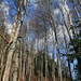 typische Waldpassagen, viele oft recht steil und laubbedeckt, auf unserer Überschreitung