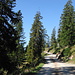 On the forest road up towards Alp Salaz.