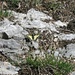 heute waren wohl mehr Schmetterlinge unterwegs am Chrummhorn ...
der Schwalbenschwanz zeigte sich uns während der gesamten Gipfelrast