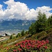 Alpenrosen bei der Bergstation