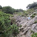 Auch der Abstieg zum Schillersattel erfordert teilweise Kraxelei. Entweder im Fels oder durch eine wilde Latschenschneise