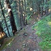 von der Brunnalm führt ein steiler Steig durch den schattenspendenden Wald (Rückblick)