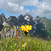 Gipfelblick mit Bergpippau