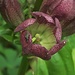 Purpur-Enzian, Gentiana purpurea