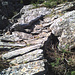 Ancien sentier Obre Stafel (Tschuggi) - Brichgigufer. Aménagement du passage dans un pierrier.
