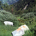Départ du sentier menant à Brichgigufer (vers 2070m environ), balisé par des traces oranges.