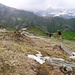 Passaggio tra i Crocus dell'Alpe Pian di Via