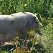 Schweine Reloaded beim oberen Götznerberg