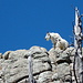 Auf dem Gipfel lebt anscheinend ein Mountain Goat, das die Wanderer begrüßt.
