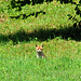 Ein Fuchs mit wunderschönem Fell beobachtet uns :-)
