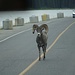 ein Bighorn Sheep auf der Strasse ...