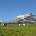 Gelbhorn mit Kühen bei Alp Curtginatsch