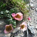 Gletscher-Hahnenfuss (Ranunculus glacialis)